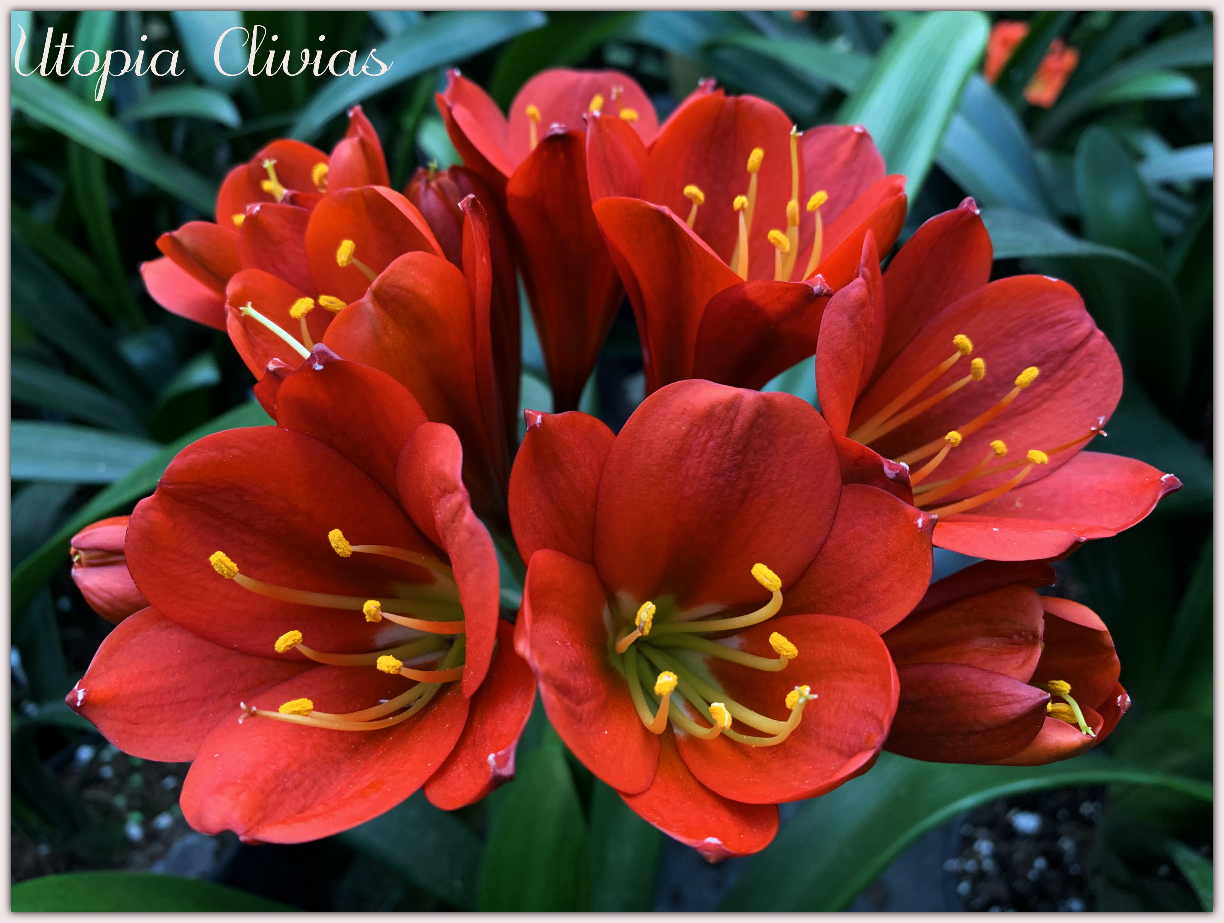 Utopia Clivias